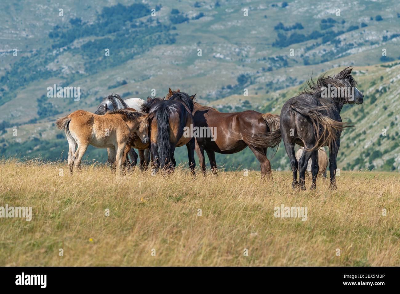 Cavalli selvaggi con puledri che pascolano insieme sui prati di montagna di Livno, Bosnia ed Erzegovina Foto Stock