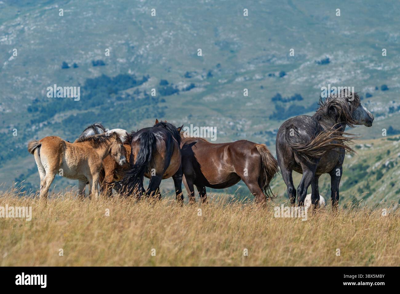 Cavalli selvaggi con puledri che pascolano insieme sui prati di montagna di Livno, Bosnia ed Erzegovina Foto Stock