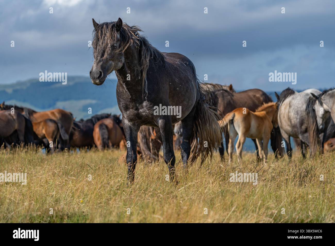Cavallo grigio scuro selvaggio in piedi di fronte a una mandria sugli alpeggi di Livno, Bosnia ed Erzegovina Foto Stock