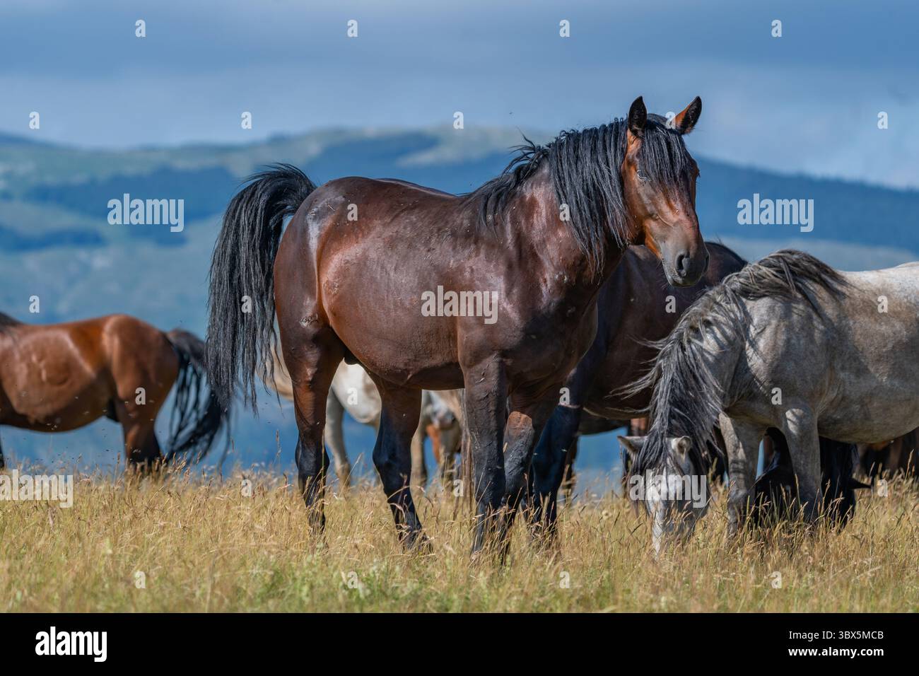 Forte cavallo di baia in piedi con orgoglio tra una mandria selvatica nei pascoli di montagna di Livno, Bosnia ed Erzegovina Foto Stock