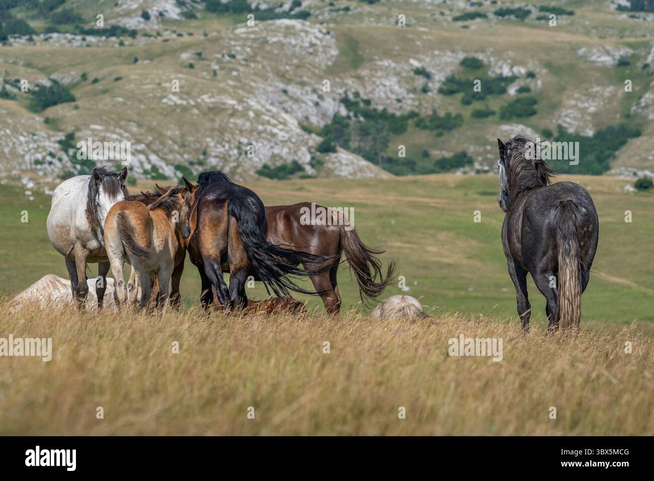 Cavalli selvatici raccolti su una collina nei pascoli di Livno, Bosnia ed Erzegovina Foto Stock