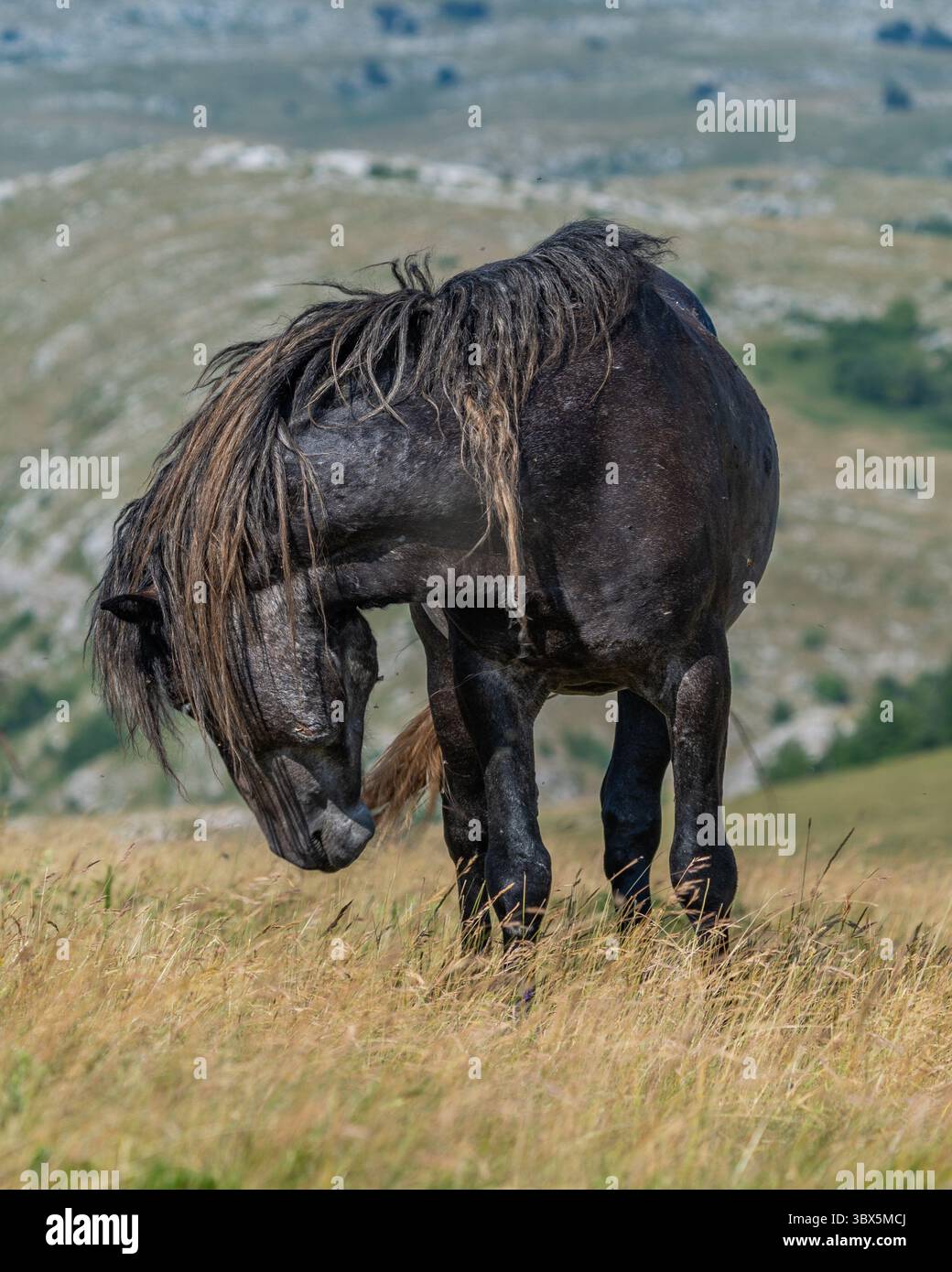 Cavallo nero selvaggio con lunghe mandrie pascolate sulle pendici delle montagne di Livno, Bosnia ed Erzegovina Foto Stock