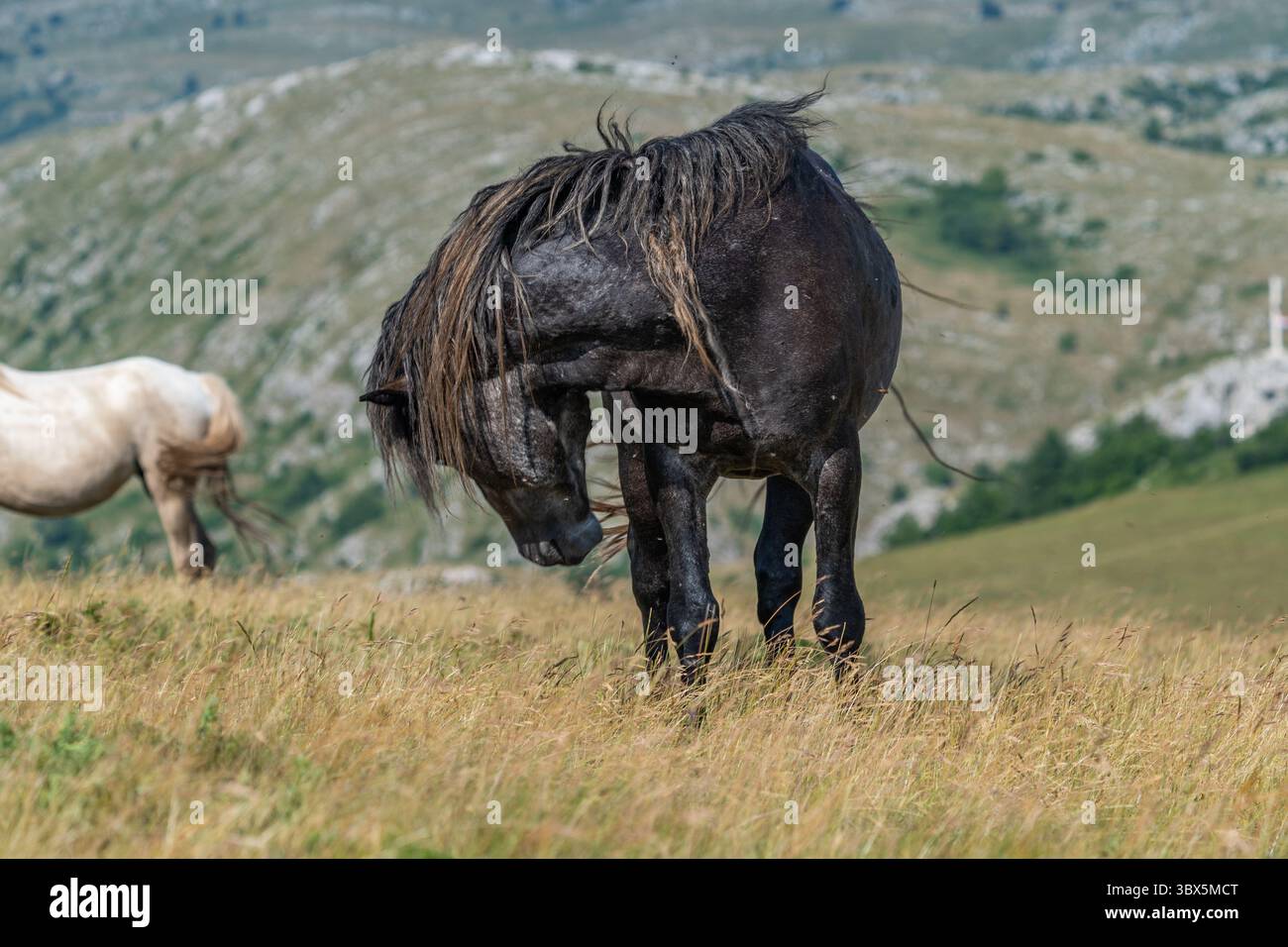 Maestoso cavallo nero selvatico che pascolano nei prati di montagna di Livno, Bosnia ed Erzegovina Foto Stock