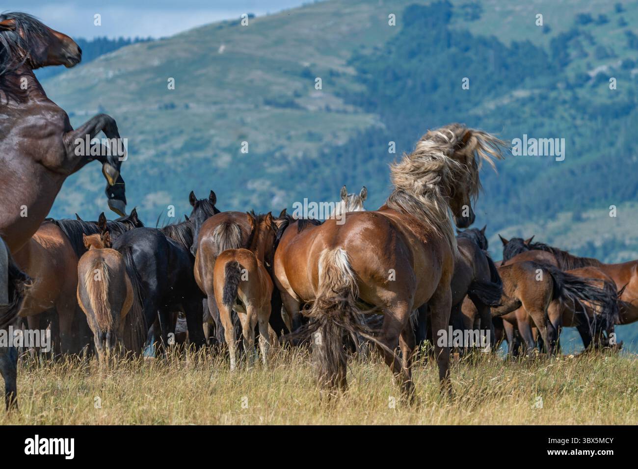 Stalloni selvatici che allevano e guidano una mandria nelle praterie montane di Livno, Bosnia ed Erzegovina Foto Stock