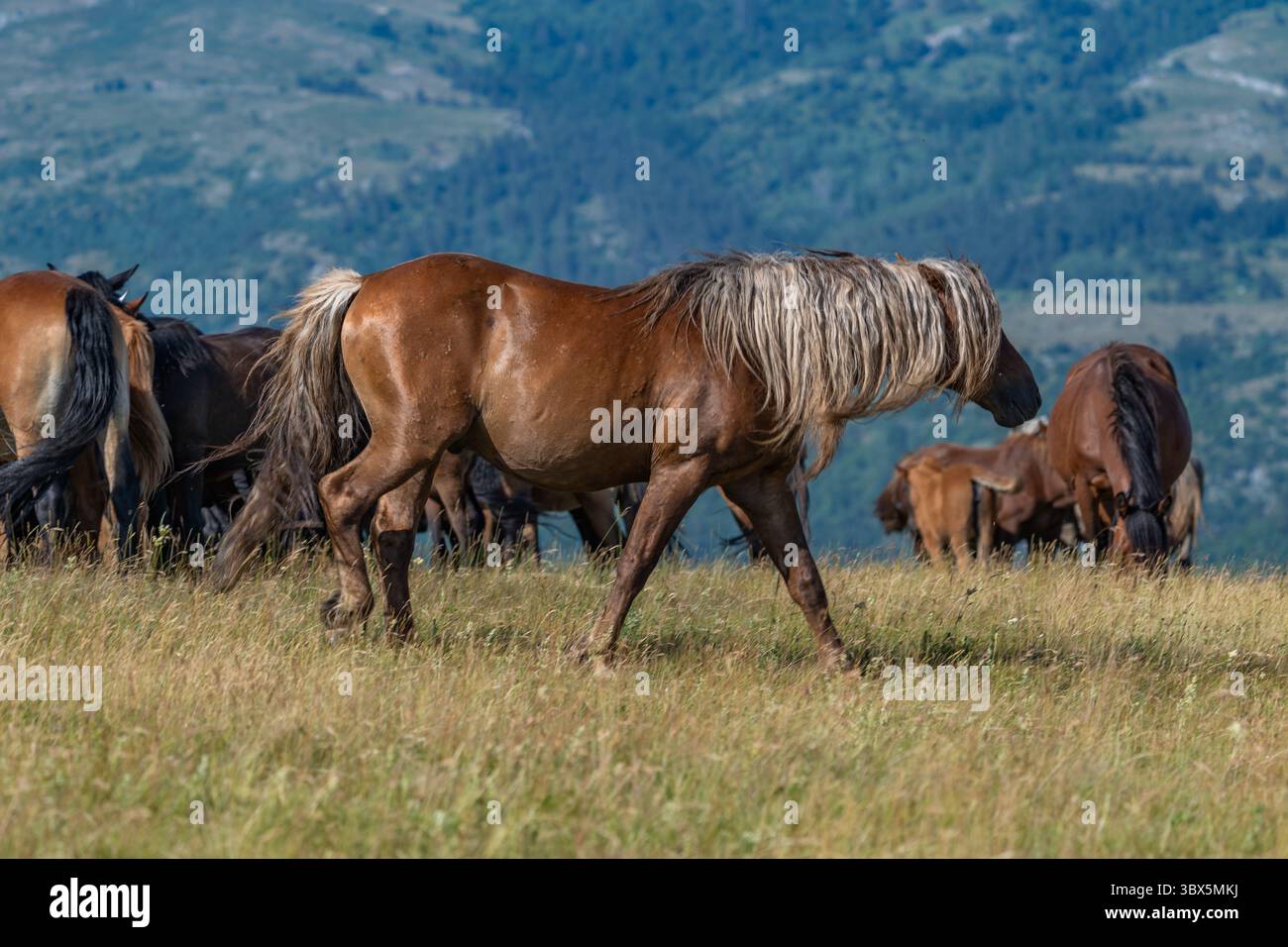 Stallone bruno selvaggio con lunga criniera bionda che cammina sui pascoli di montagna di Livno, Bosnia ed Erzegovina Foto Stock