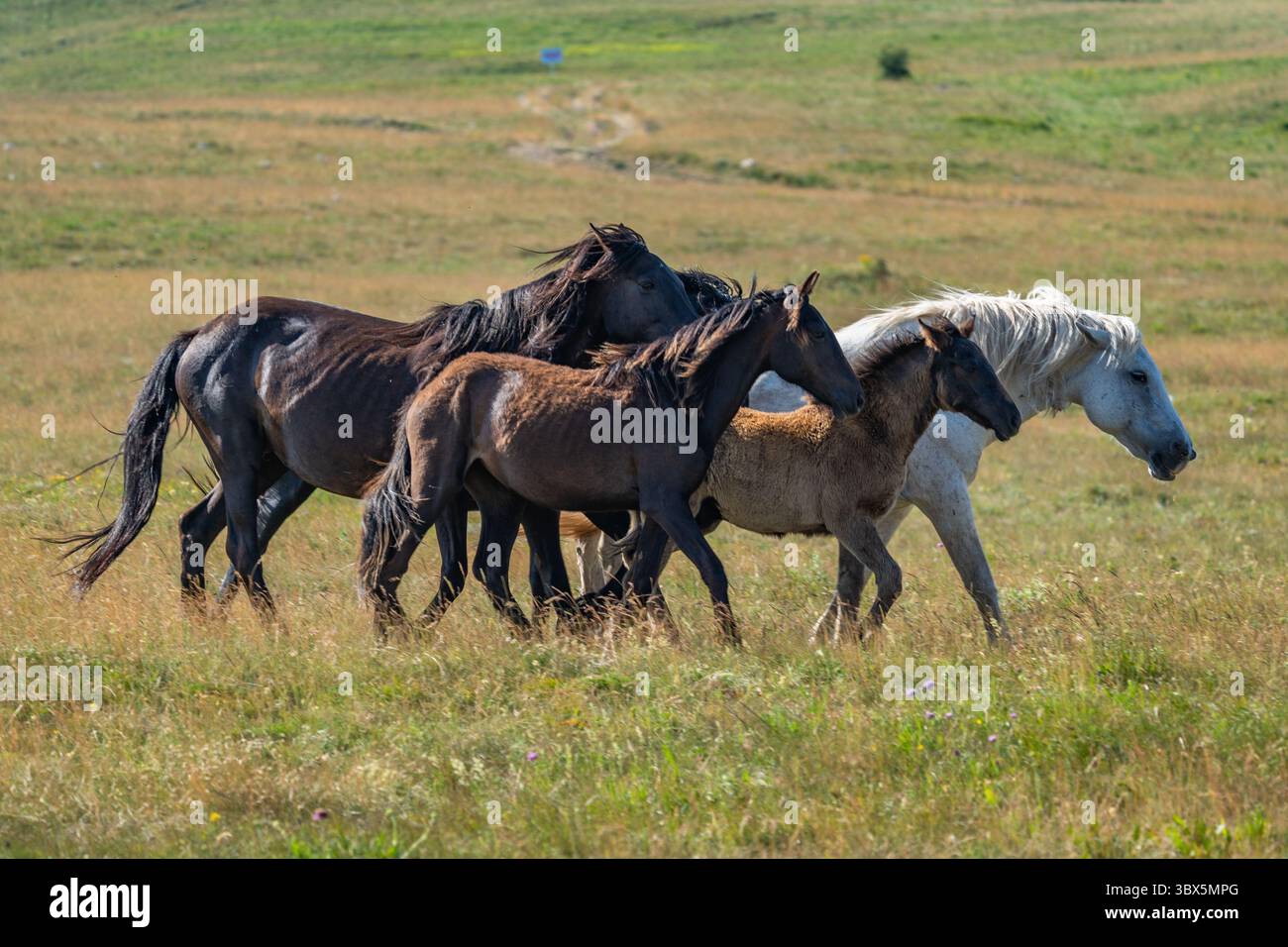 Branco di cavalli selvatici che scorrono liberamente attraverso le praterie aperte di Livno, Bosnia ed Erzegovina Foto Stock