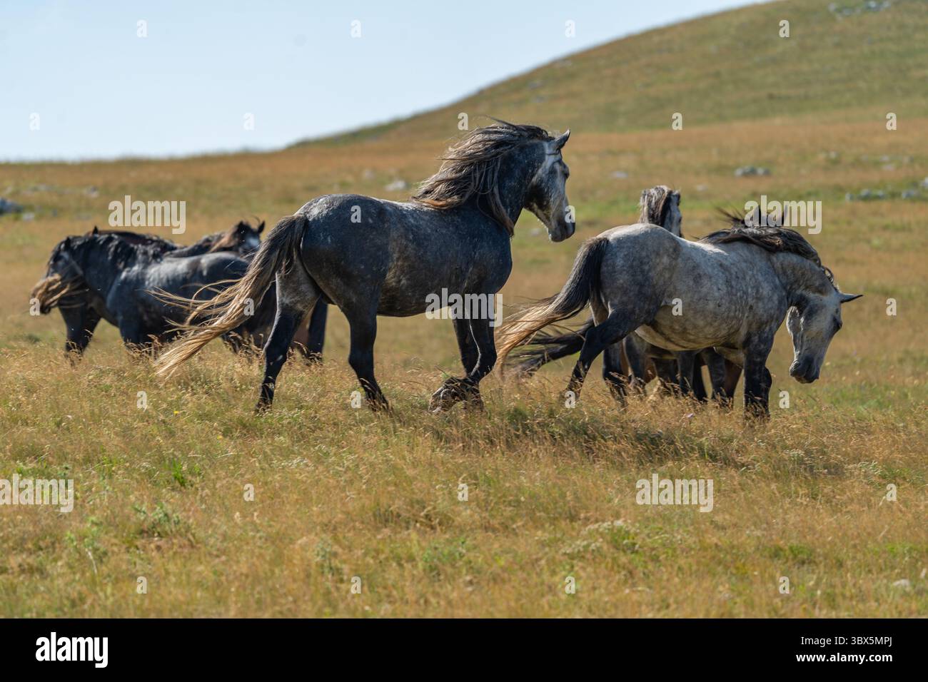 Cavalli grigi selvaggi che corrono liberamente attraverso le praterie montane di Livno, Bosnia ed Erzegovina Foto Stock