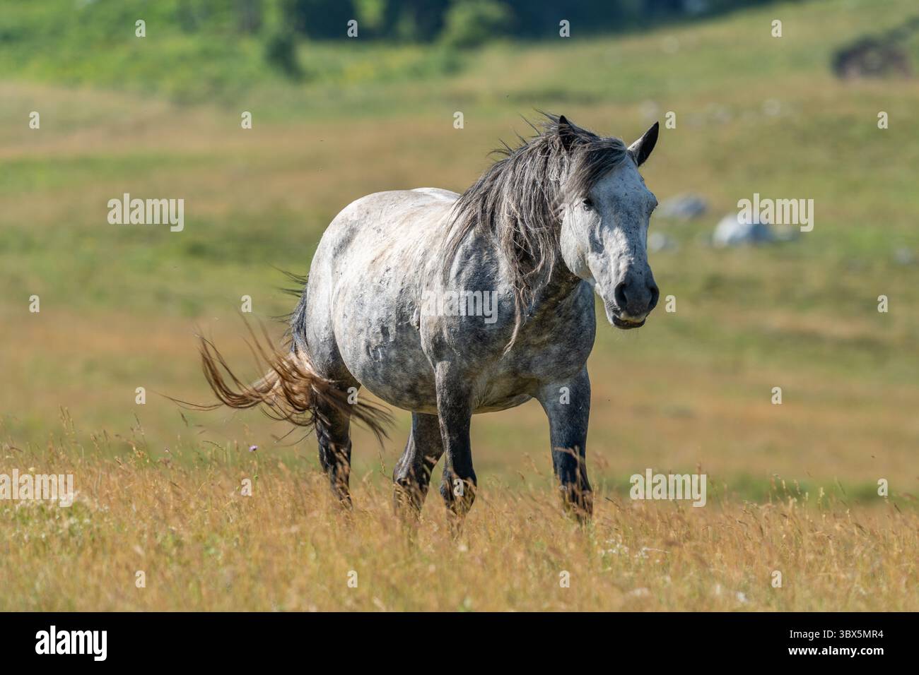 Stallone grigio selvaggio che cammina attraverso le praterie estive di Livno, Bosnia ed Erzegovina Foto Stock