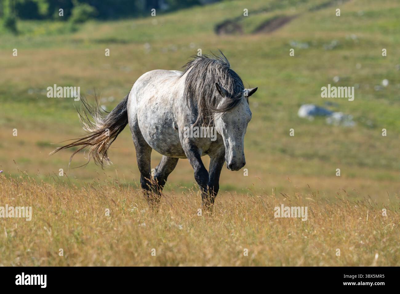 Stallone grigio selvaggio che cammina attraverso le praterie estive di Livno, Bosnia ed Erzegovina Foto Stock