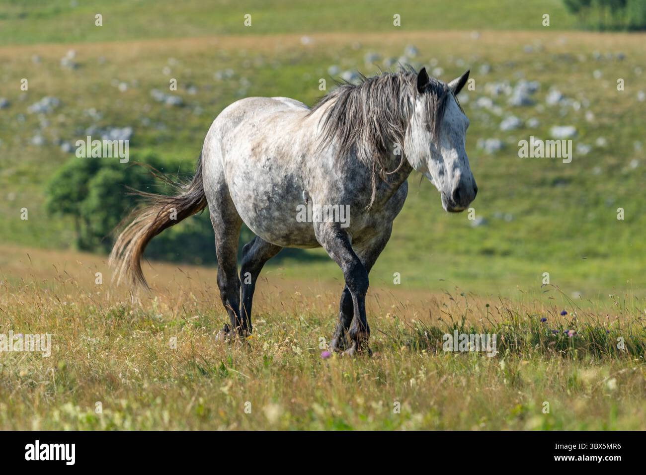 Stallone grigio selvaggio che cammina attraverso le praterie estive di Livno, Bosnia ed Erzegovina Foto Stock