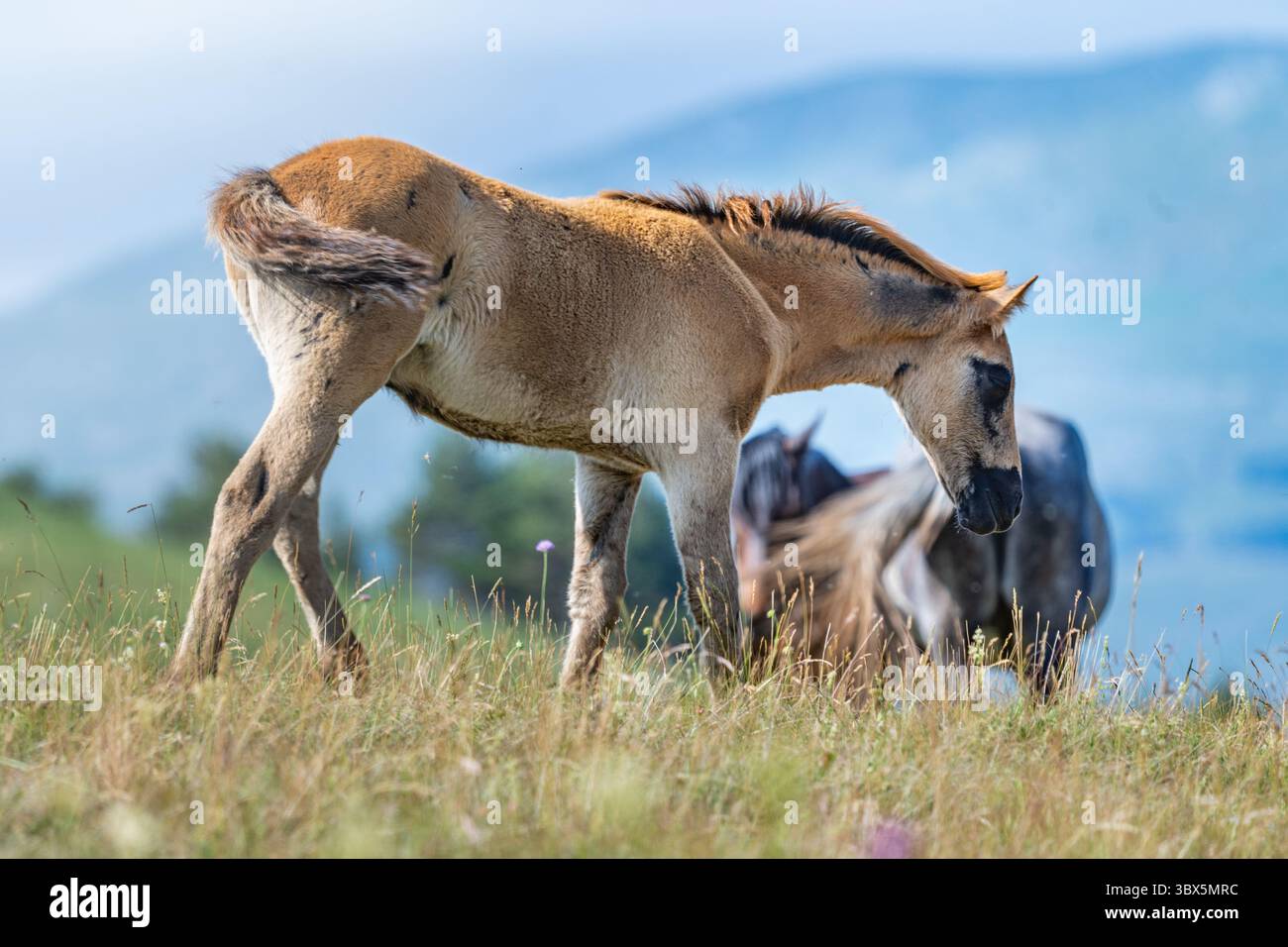 Giovani puledri pascolano nelle praterie selvagge di montagna di Livno, Bosnia ed Erzegovina Foto Stock