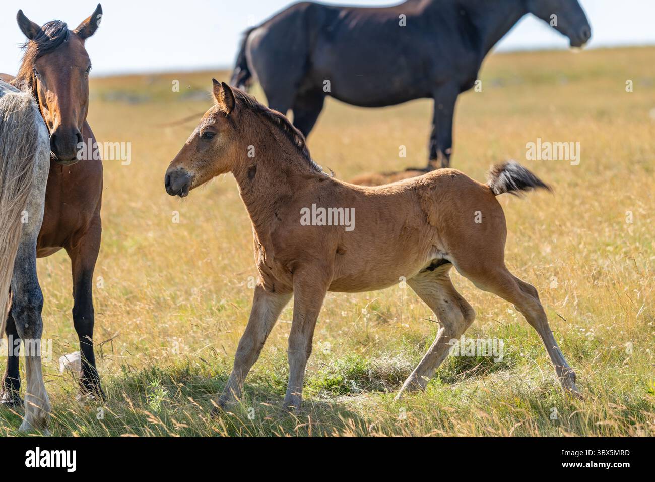 Giocherellone di puledri nelle praterie dorate di Livno, Bosnia ed Erzegovina Foto Stock