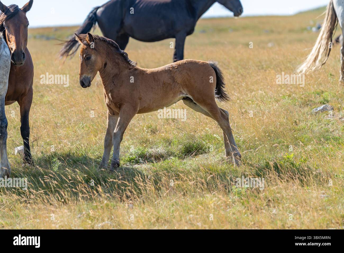 Giocherellone di puledri nelle praterie dorate di Livno, Bosnia ed Erzegovina Foto Stock