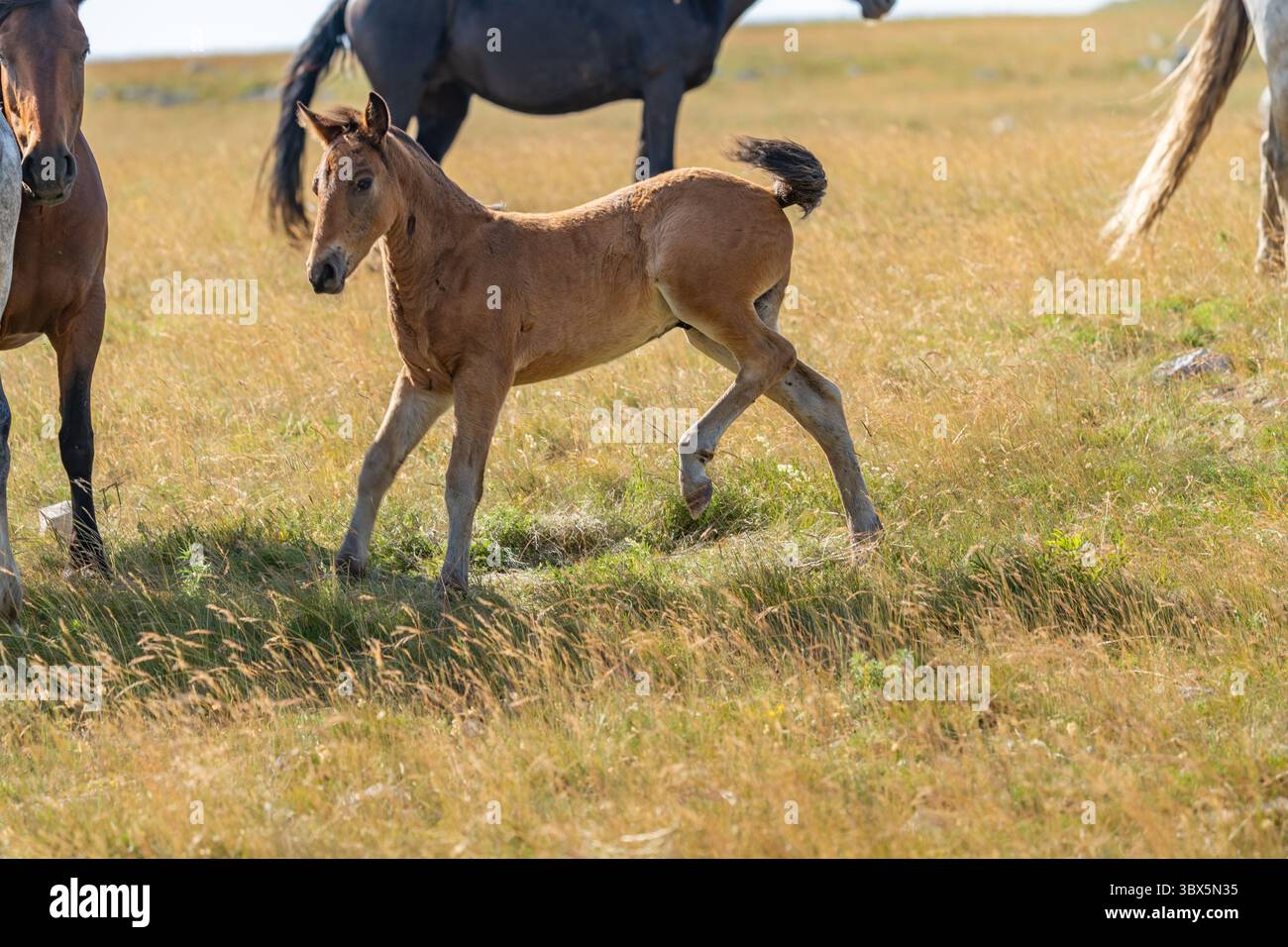 Giocherellone di puledri nelle praterie dorate di Livno, Bosnia ed Erzegovina Foto Stock