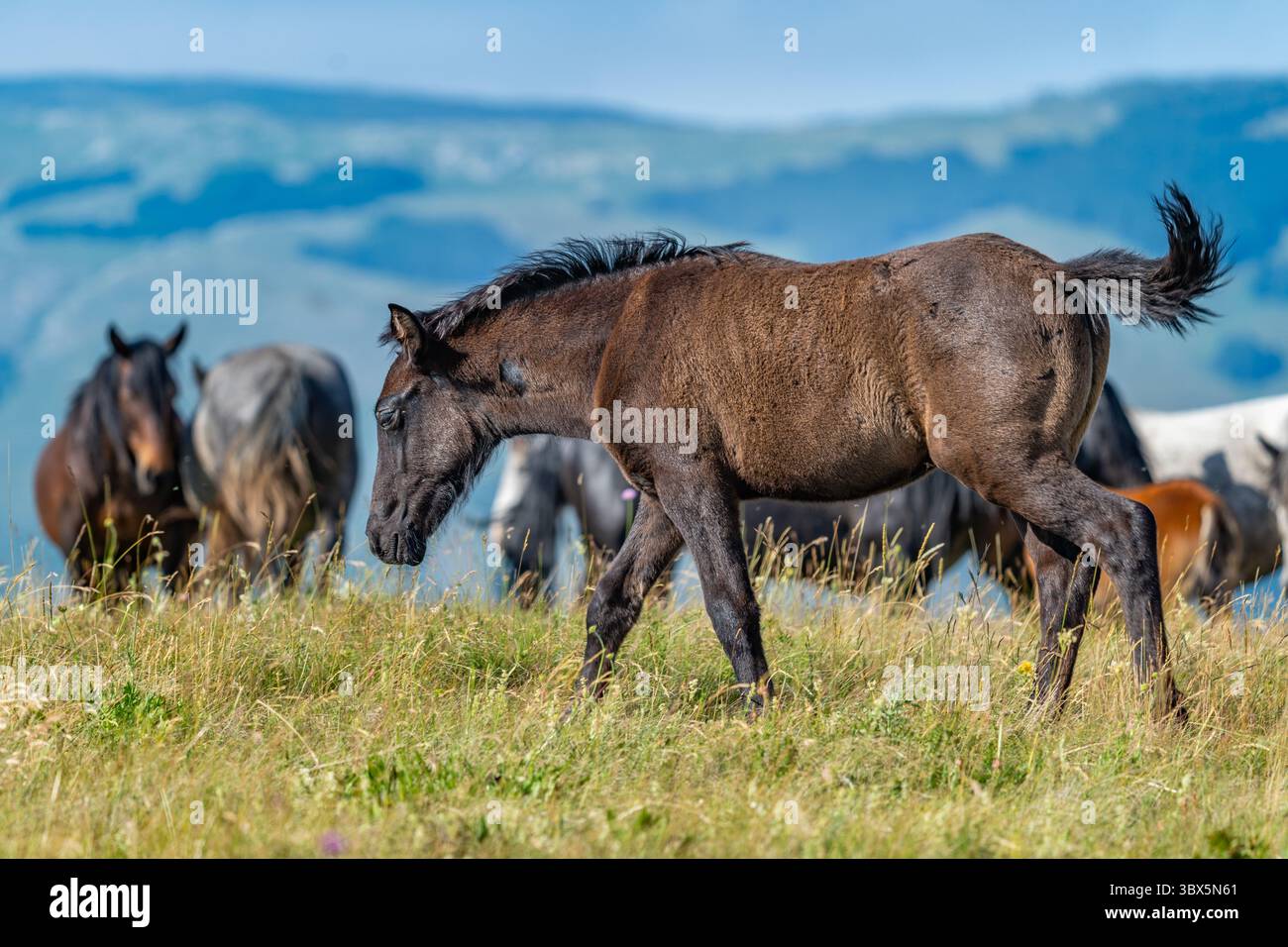 Giovane puledro marrone scuro che cammina nelle praterie selvagge di Livno, Bosnia ed Erzegovina Foto Stock