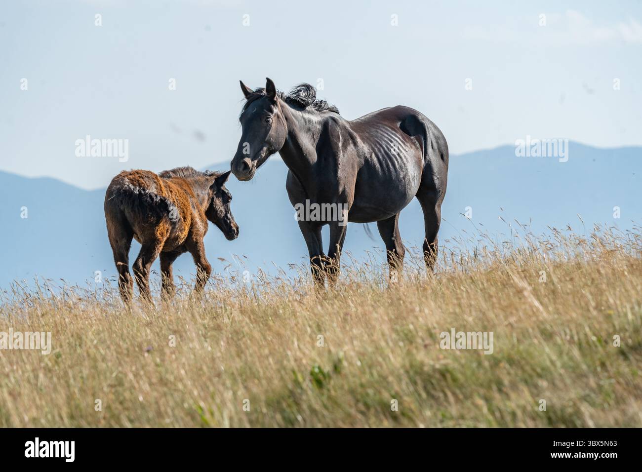 Mare nero selvatico con puledro in piedi su colline erbose a Livno, Bosnia ed Erzegovina Foto Stock