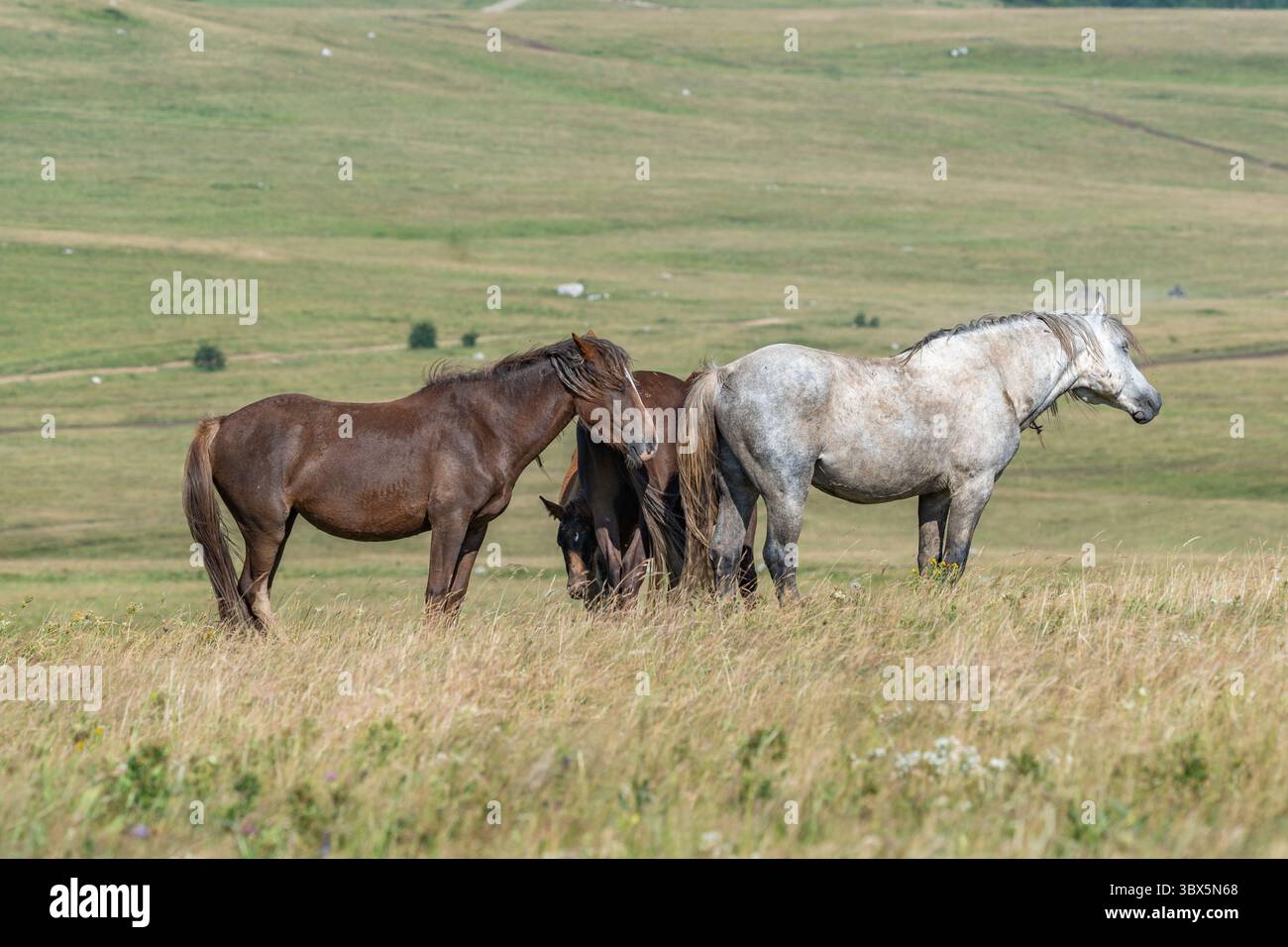Gruppo di cavalli bruni e grigi selvatici che pascolano nelle praterie di Livno, Bosnia ed Erzegovina Foto Stock
