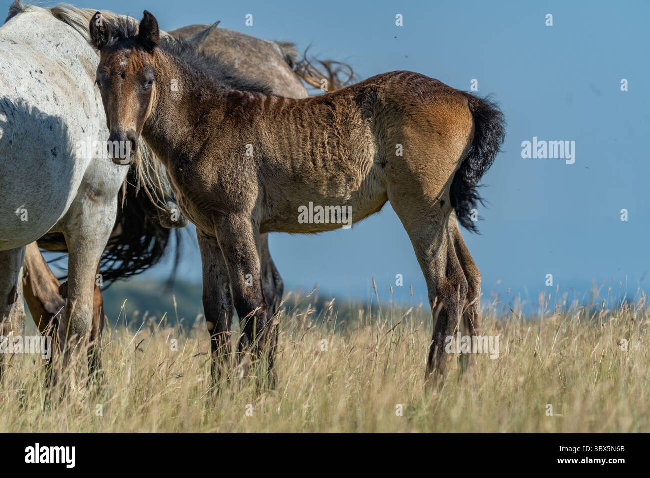Puledro bruno in piedi vicino alla mandria nei pascoli di montagna di Livno, Bosnia ed Erzegovina Foto Stock