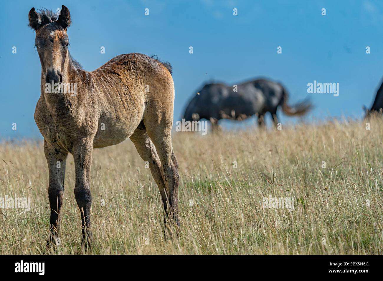 Puledro bruno in piedi vicino alla mandria nei pascoli di montagna di Livno, Bosnia ed Erzegovina Foto Stock