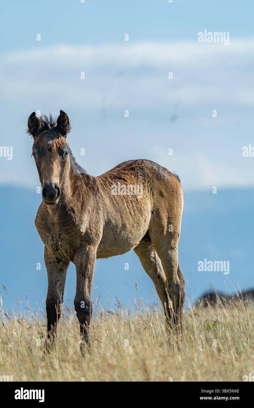 Puledro bruno in piedi vicino alla mandria nei pascoli di montagna di Livno, Bosnia ed Erzegovina Foto Stock