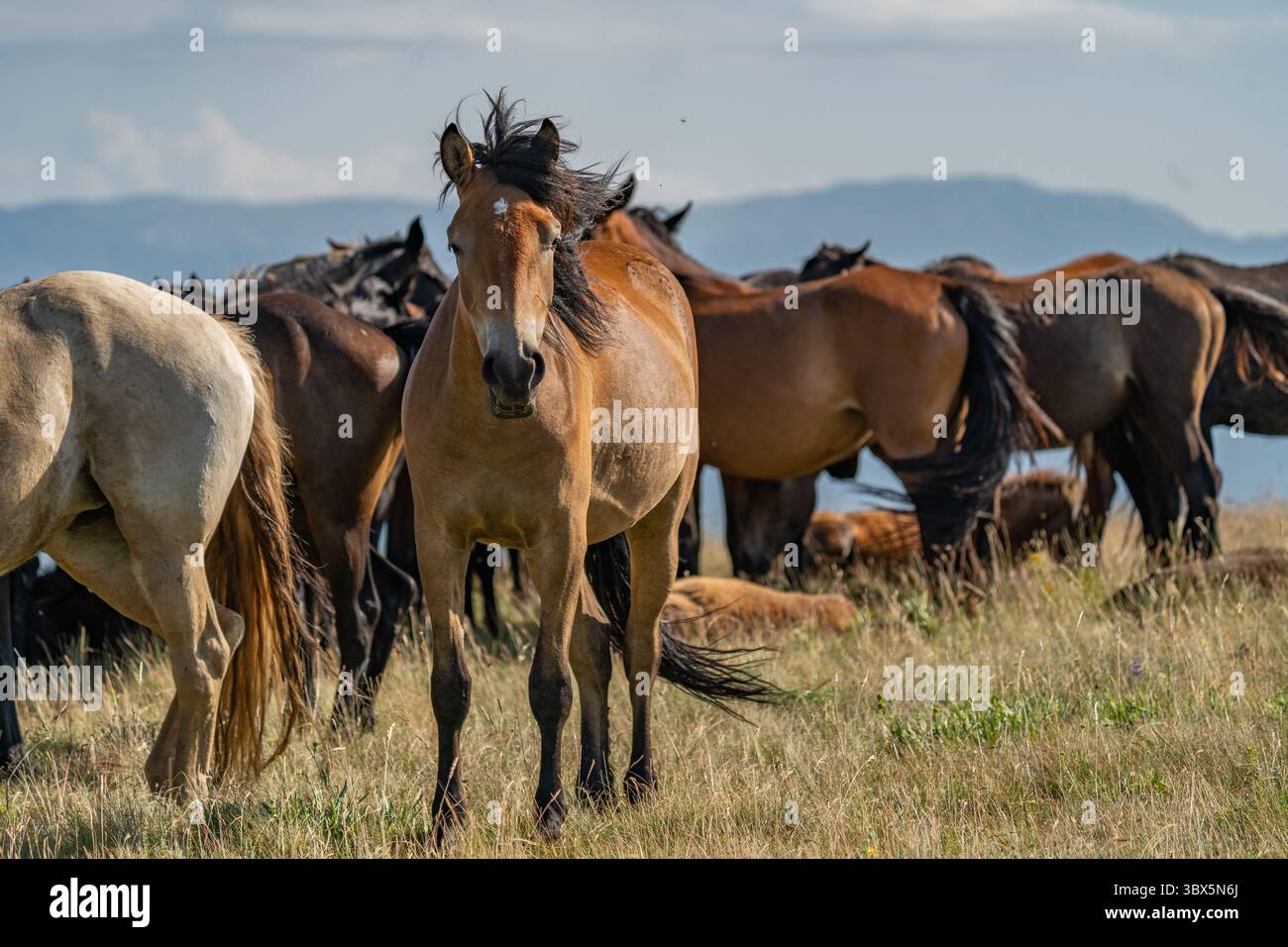 Forte cavallo selvatico di baia con criniera nera che si trova tra le praterie di Livno, Bosnia ed Erzegovina Foto Stock