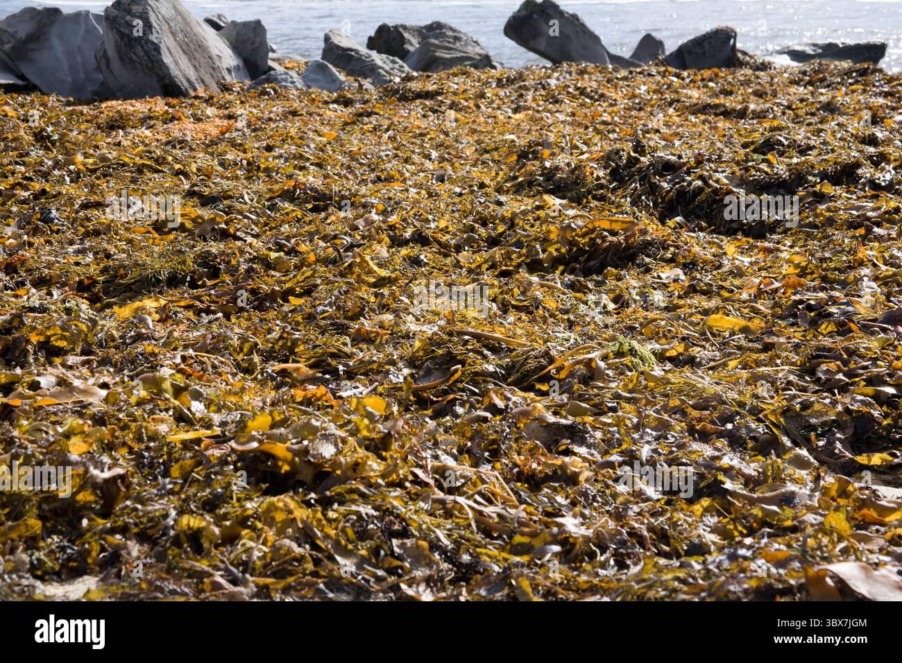 Negli ultimi anni, l'allevamento di alghe marine è diventato una pratica agricola globale, fornendo cibo e materiale di base per vari usi chimici (come il trasporto di carrucole) Foto Stock