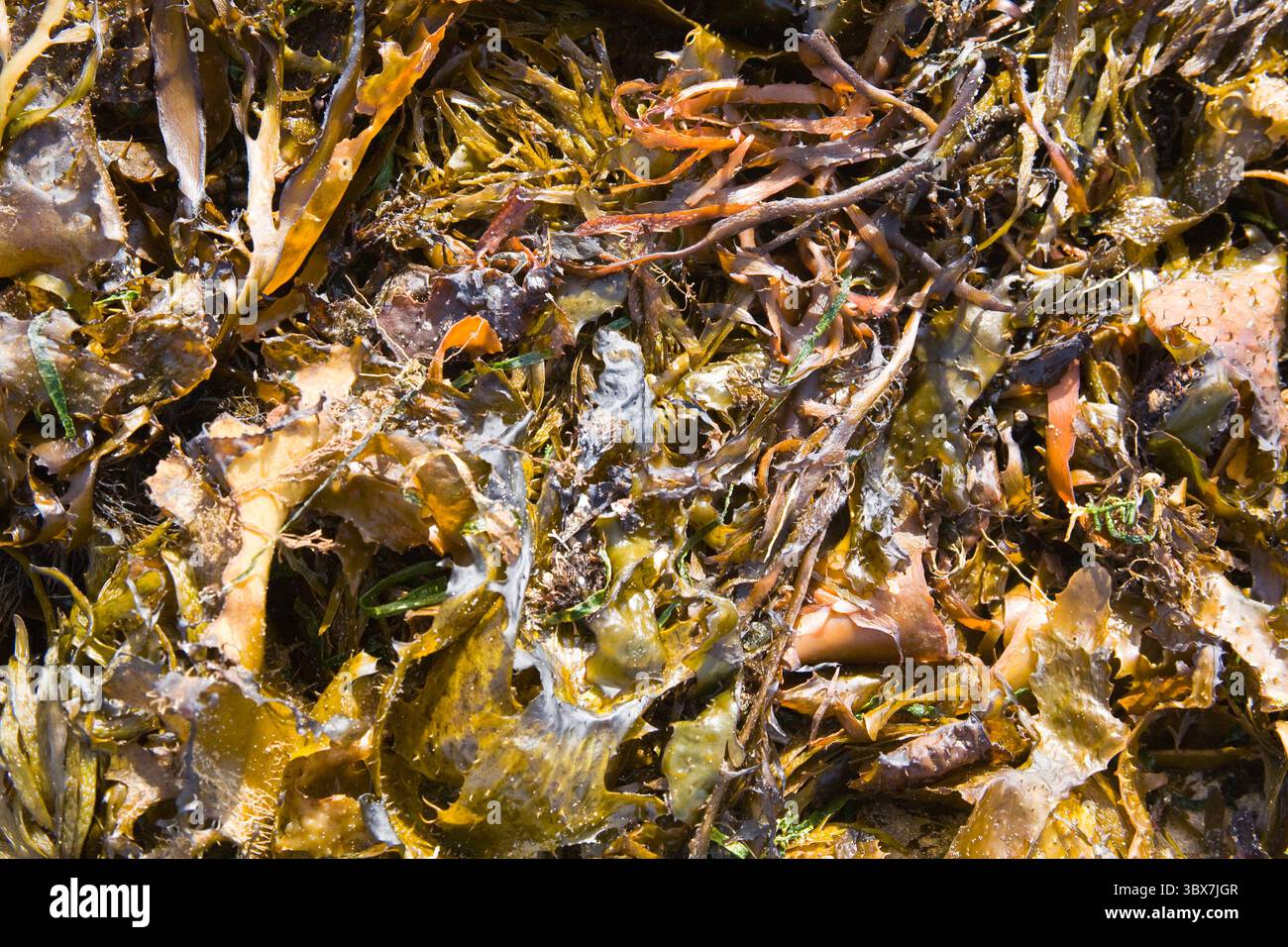 Negli ultimi anni, l'allevamento di alghe marine è diventato una pratica agricola globale, fornendo cibo e materiale di base per vari usi chimici (come il trasporto di carrucole) Foto Stock
