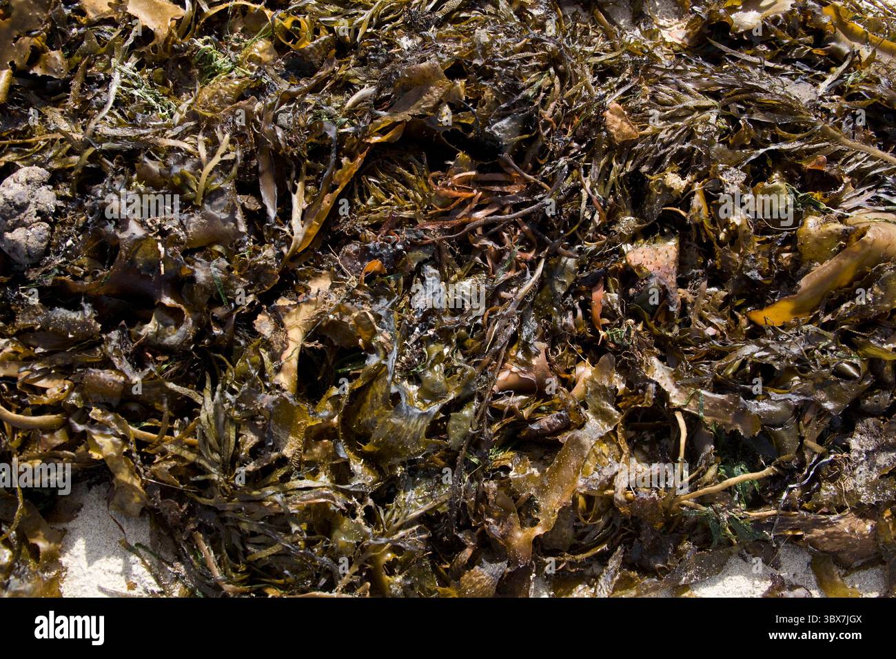 Negli ultimi anni, l'allevamento di alghe marine è diventato una pratica agricola globale, fornendo cibo e materiale di base per vari usi chimici (come il trasporto di carrucole) Foto Stock