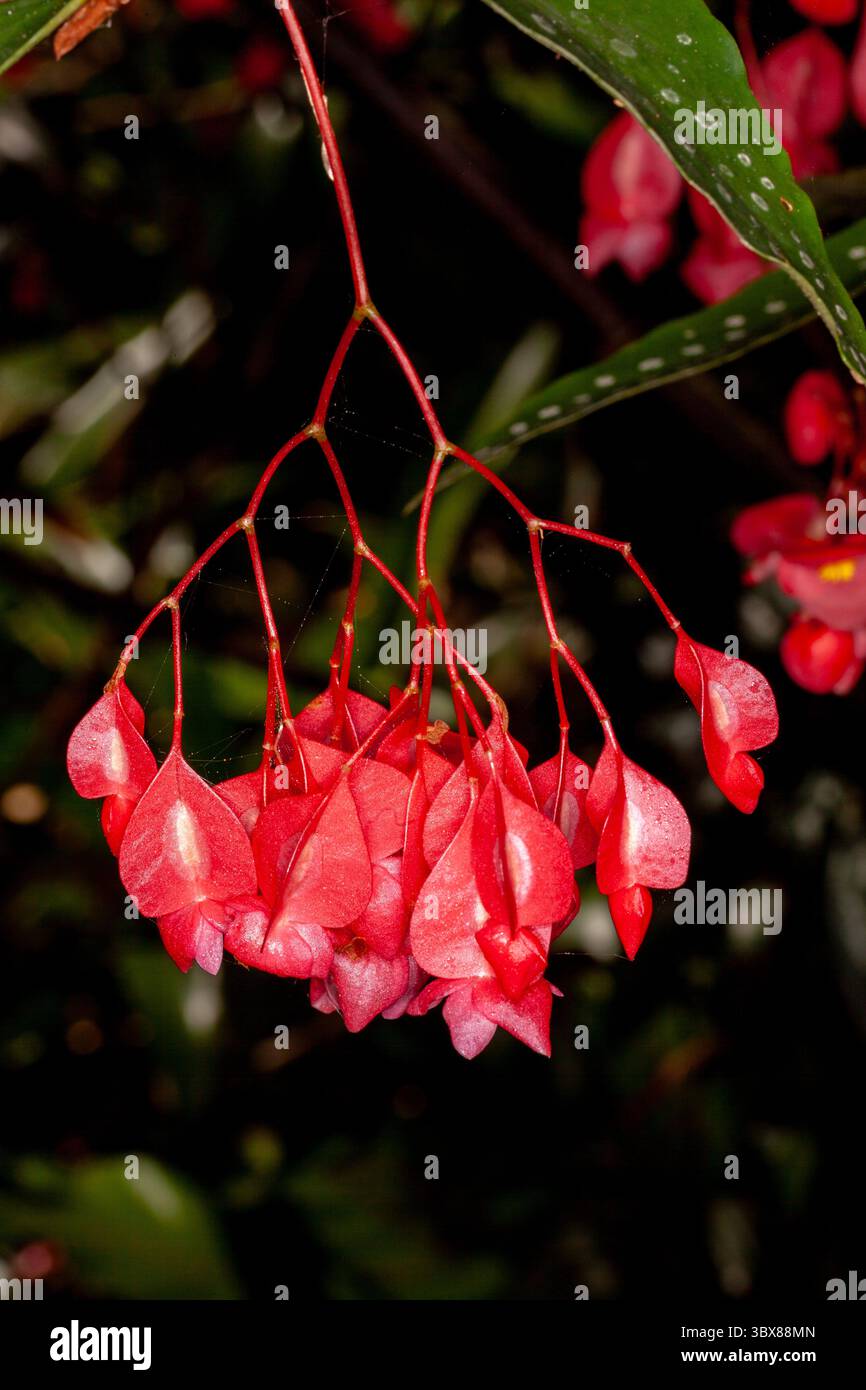 La Begonia maculata, la polka dot begonia, è una specie di begonia originaria del sud-est del Brasile. Foto Stock