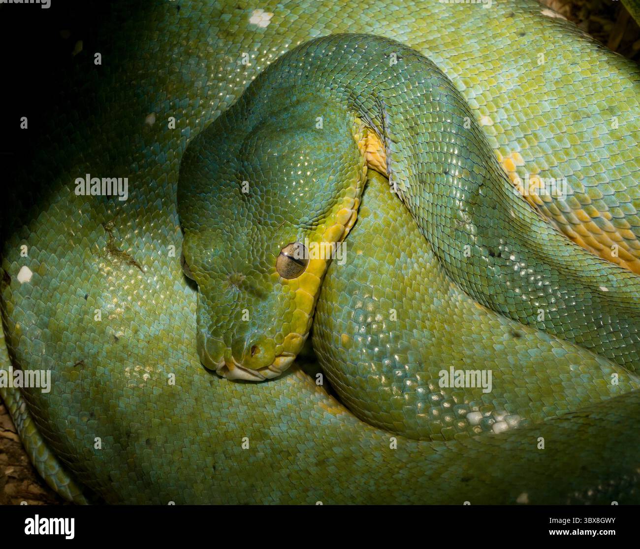 Morelia viridis, il green tree python, è una specie di python trovati in Nuova Guinea e Isole in Indonesia e Cape York Peninsula in Australia. Foto Stock