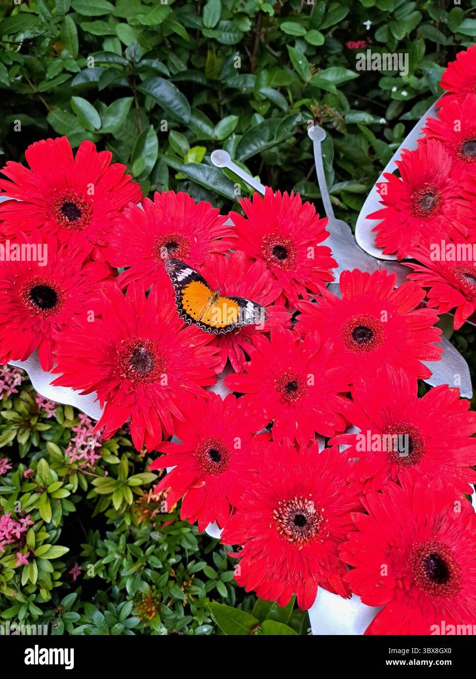 Le farfalle sono lo stadio di volo adulto di alcuni insetti appartenenti ad un ordine o gruppo chiamato Lepidoptera. Anche le falene appartengono a questo gruppo. La parola Foto Stock