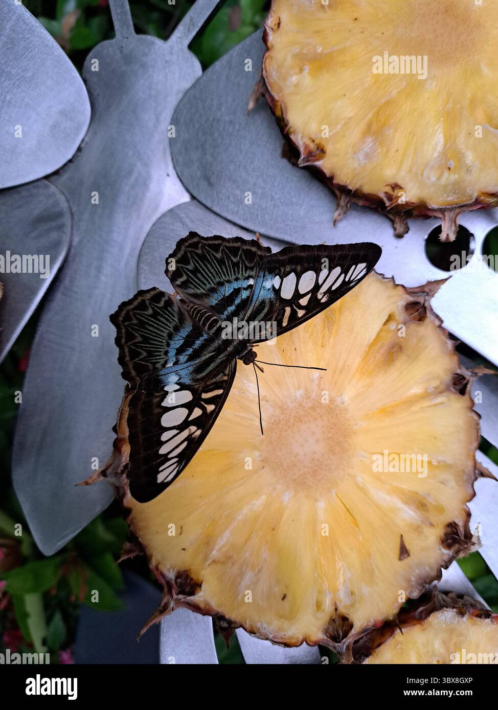 Le farfalle sono lo stadio di volo adulto di alcuni insetti appartenenti ad un ordine o gruppo chiamato Lepidoptera. Anche le falene appartengono a questo gruppo. La parola Foto Stock