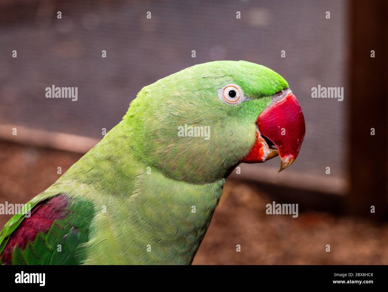 Il pappagallo alessandrino (Psittacula eupatria), o pappagallo alessandrino, è un pappagallo di medie dimensioni del genere Psittacula della famiglia Psittaculidae, n Foto Stock