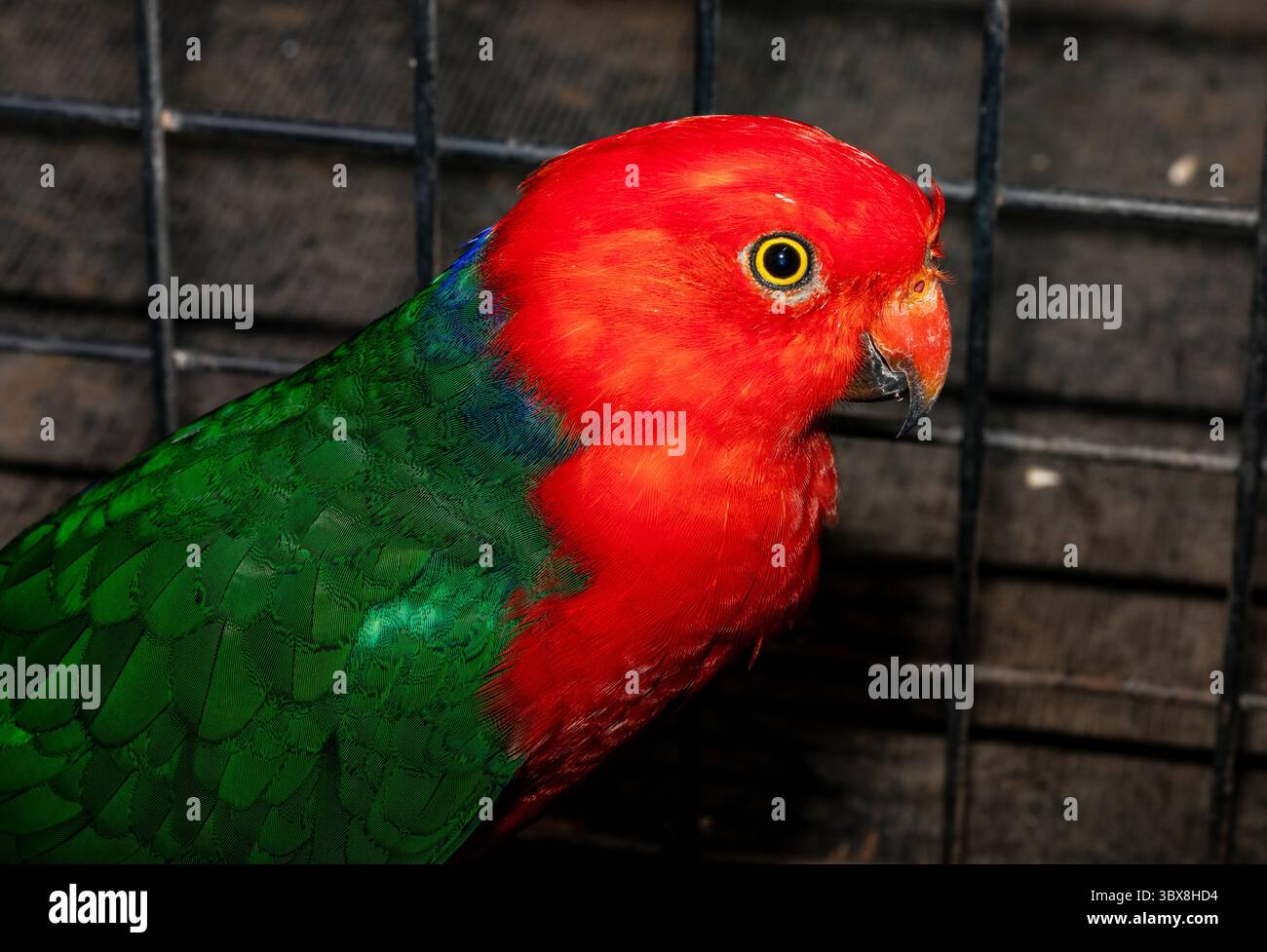 Il pappagallo reale australiano (Alisterus scapularis) è una specie di pappagallo endemico dell'Australia orientale che va da Cooktown nel Queensland a Port Camp Foto Stock