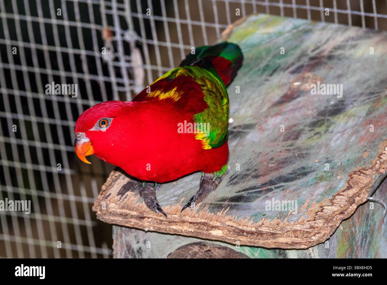Il lory Chattering (Lorius garrulus) è un pappagallo endemico di Maluku settentrionale, Indonesia. È considerata vulnerabile, la principale minaccia è Foto Stock