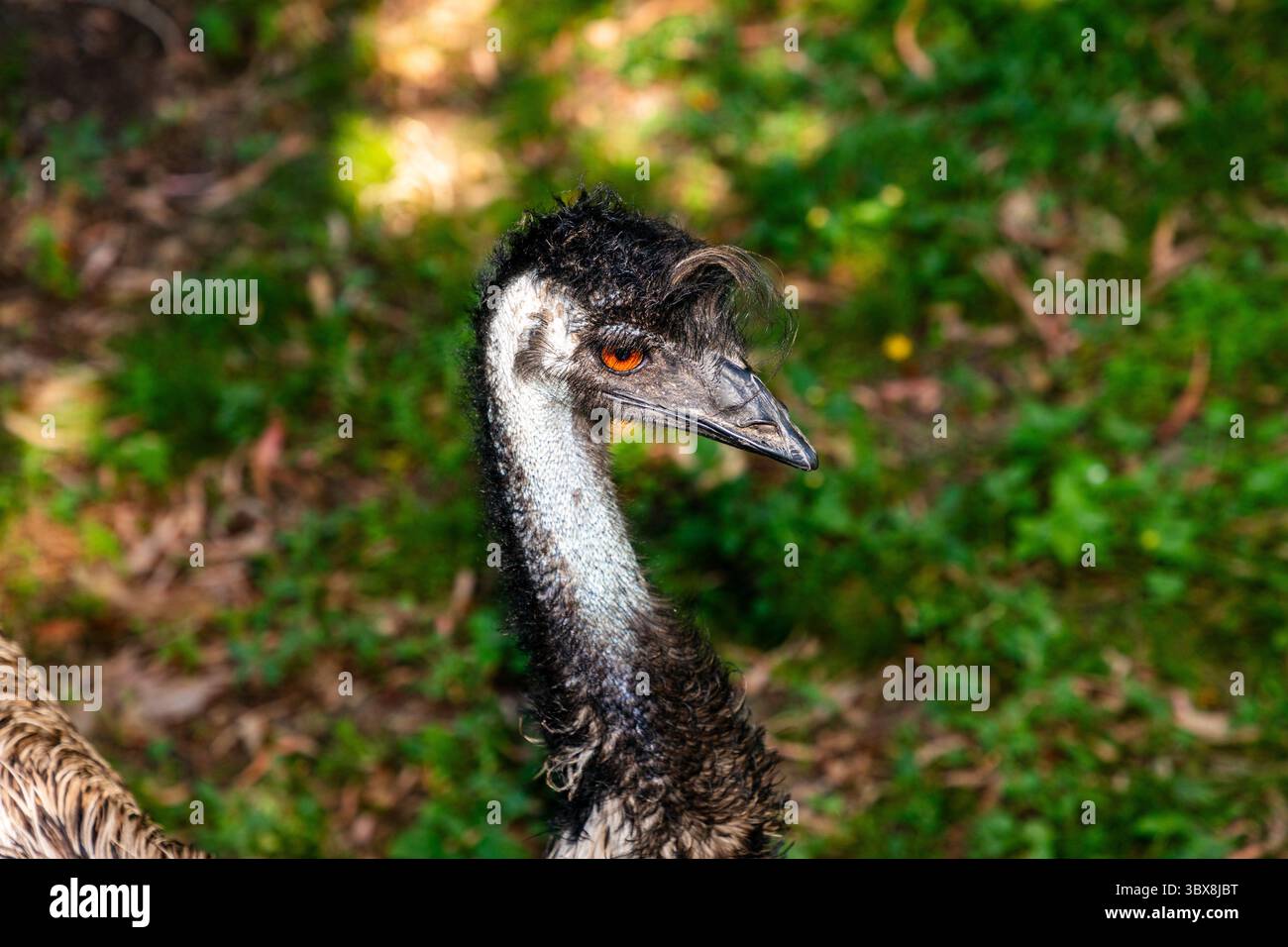L'EMU (Dromaius novaehollandiae) è un grande uccello senza volo originario dell'Australia. È il secondo uccello più alto del mondo, dopo lo struzzo Foto Stock