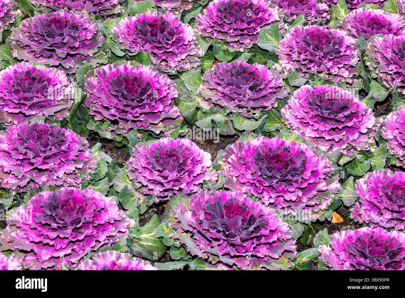 Molte varietà di cavolo e cavolo sono coltivate principalmente per foglie ornamentali di bianco brillante, rosso, rosa, lavanda, blu, o viola nell'interi Foto Stock