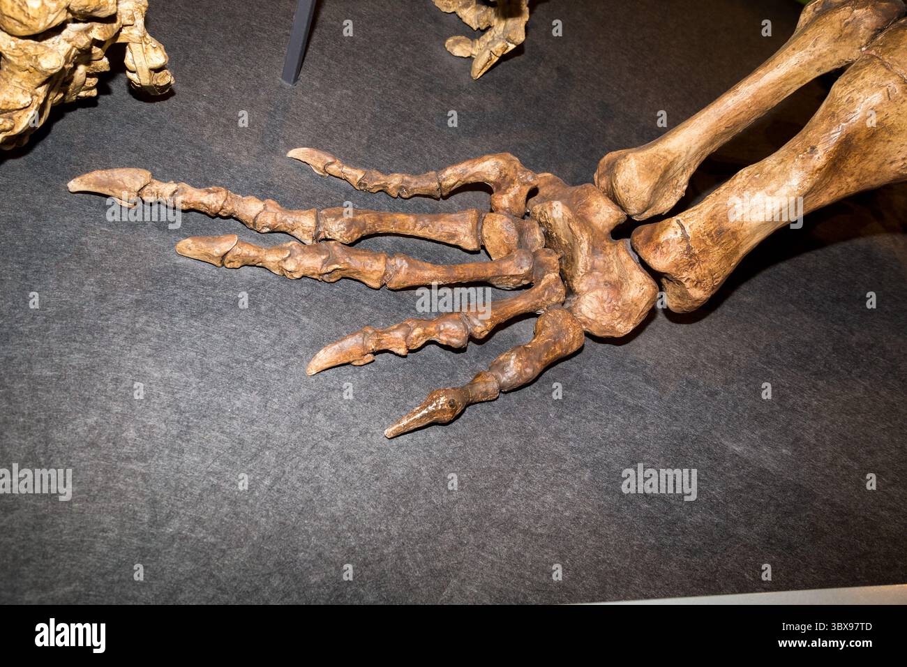piede di dinosauro e scheletro che mostra la struttura corporea per l'educazione e la scienza Foto Stock