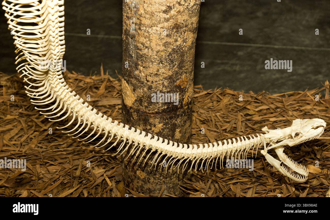 scheletro animale che mostra la struttura corporea per l'educazione e la scienza Foto Stock