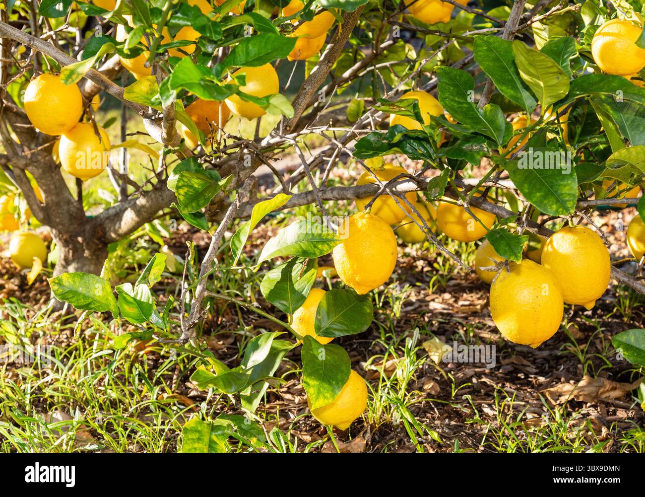 Il limone è un ibrido tra il citrone e l'arancia amara. Le sue origini sono incerte, ma alcune prove suggeriscono che i limoni abbiano avuto origine durante il primo mulino Foto Stock