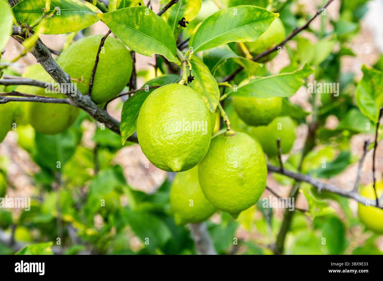 Il limone è un ibrido tra il citrone e l'arancia amara. Le sue origini sono incerte, ma alcune prove suggeriscono che i limoni abbiano avuto origine durante il primo mulino Foto Stock