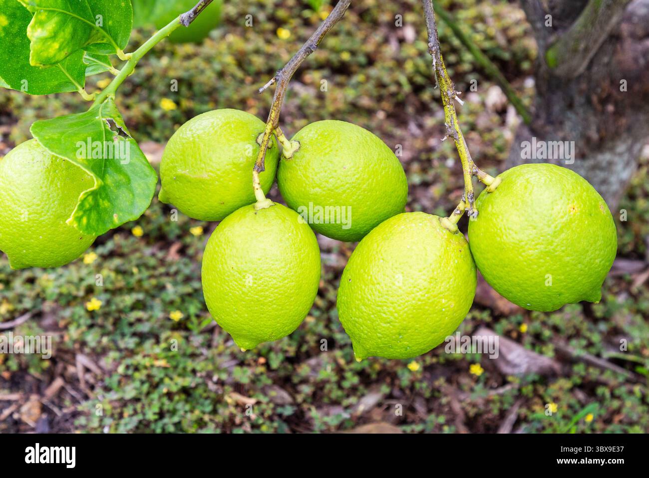 Il limone è un ibrido tra il citrone e l'arancia amara. Le sue origini sono incerte, ma alcune prove suggeriscono che i limoni abbiano avuto origine durante il primo mulino Foto Stock