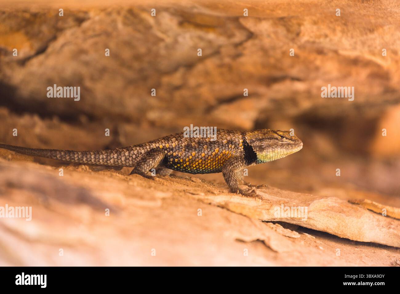 29 aprile 2013, Lake Powell, Utah, Stati Uniti: A Desert Spiny Lizard, Sceloporus magister, riposante all'ombra per prevenire il surriscaldamento nel deserto dello Utah meridionale. (Immagine di credito: © Jon G. Fuller/VW Pics via ZUMA Press Wire) Foto Stock
