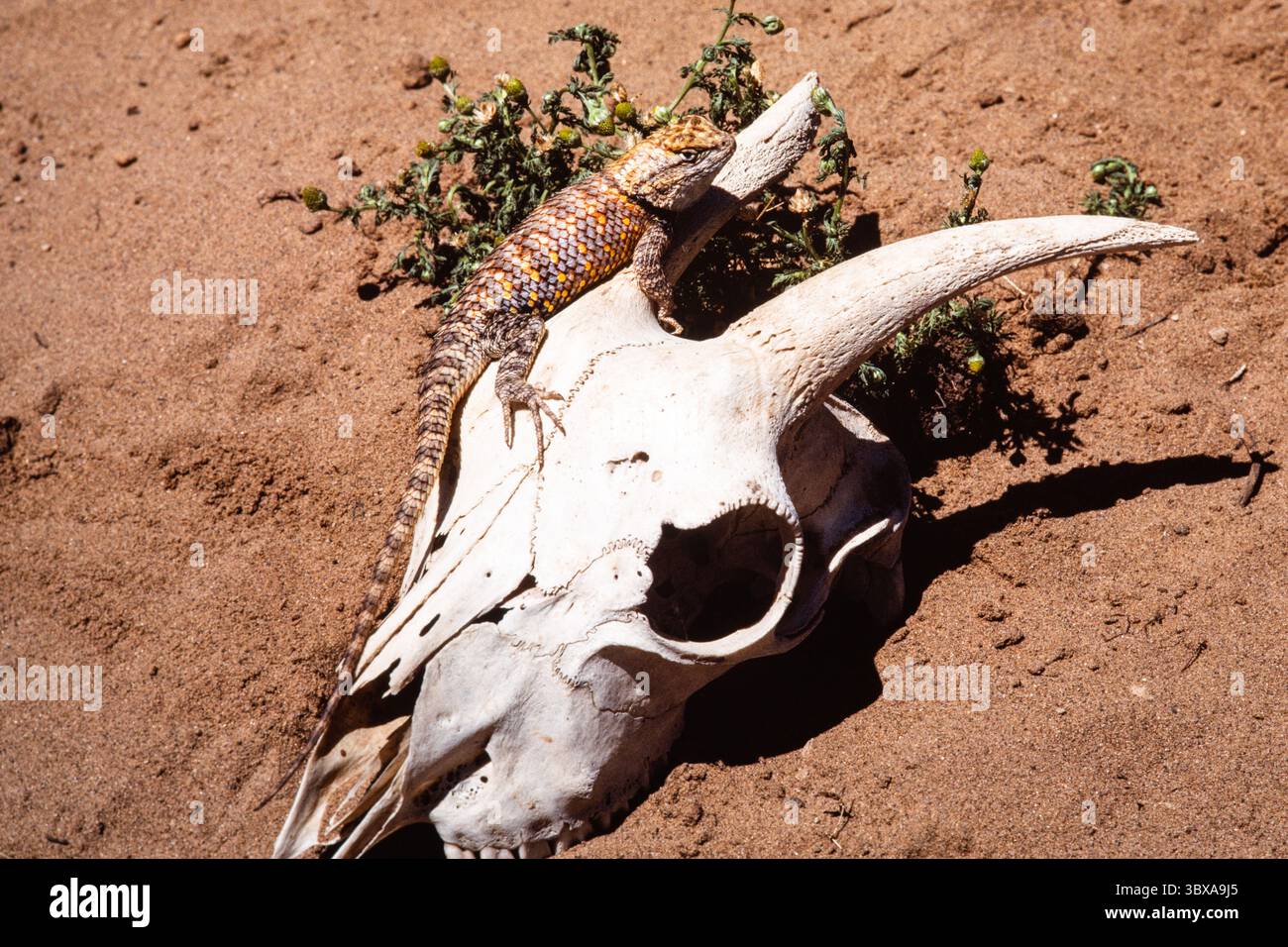16 febbraio 2021, Utah, Stati Uniti: Un Desert Spiny Lizard, magister Sceloporus, crogiolarsi al sole su un teschio di capra per regolare la temperatura corporea. Utah. (Immagine di credito: © Jon G. Fuller/VW Pics via ZUMA Press Wire) Foto Stock