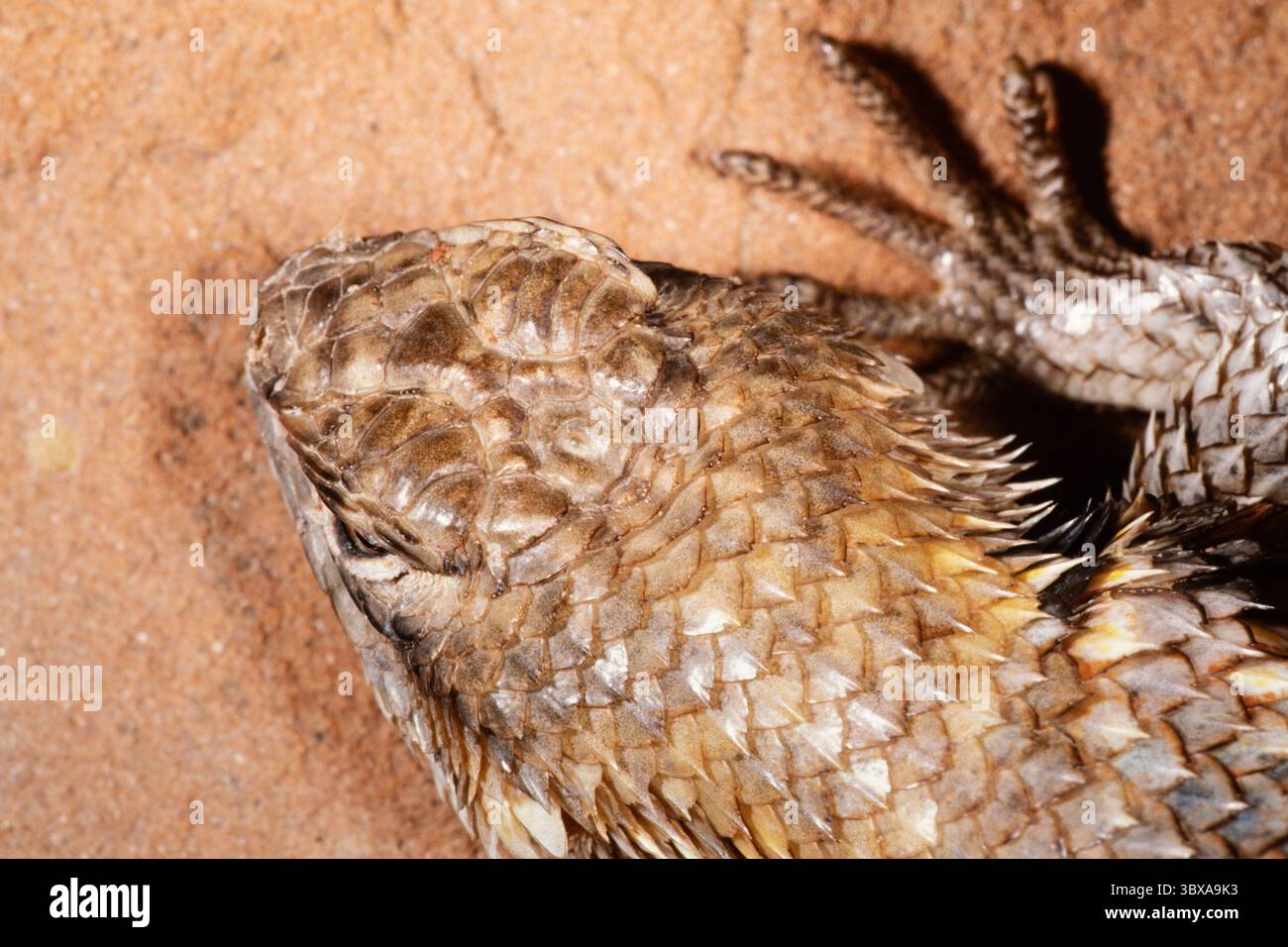 16 febbraio 2021, Utah, Stati Uniti: Un primo piano della testa di una lucertola Spiny del deserto, magister di Sceloporus, che mostra l'occhio pineale o parietale che regola il ritmo circadiano e la termoregolazione nelle lucertole. (Immagine di credito: © Jon G. Fuller/VW Pics via ZUMA Press Wire) Foto Stock