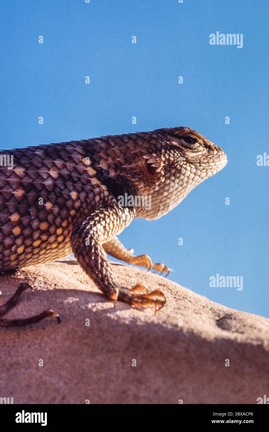 16 febbraio 2021, Utah, Stati Uniti: Un ritratto ravvicinato di un Desert Spiny Lizard, magister di Sceloporus, su una roccia alla luce del tardo pomeriggio. (Immagine di credito: © Jon G. Fuller/VW Pics via ZUMA Press Wire) Foto Stock