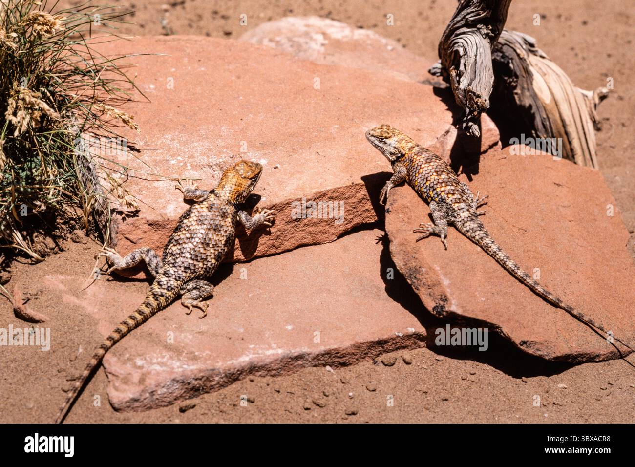 16 febbraio 2021, Utah, Stati Uniti: Una femmina (L) e un maschio (R) Desert Spiny Lizard, Sceloporus magister, che si crogiola al sole per regolare la temperatura corporea. Utah. (Immagine di credito: © Jon G. Fuller/VW Pics via ZUMA Press Wire) Foto Stock