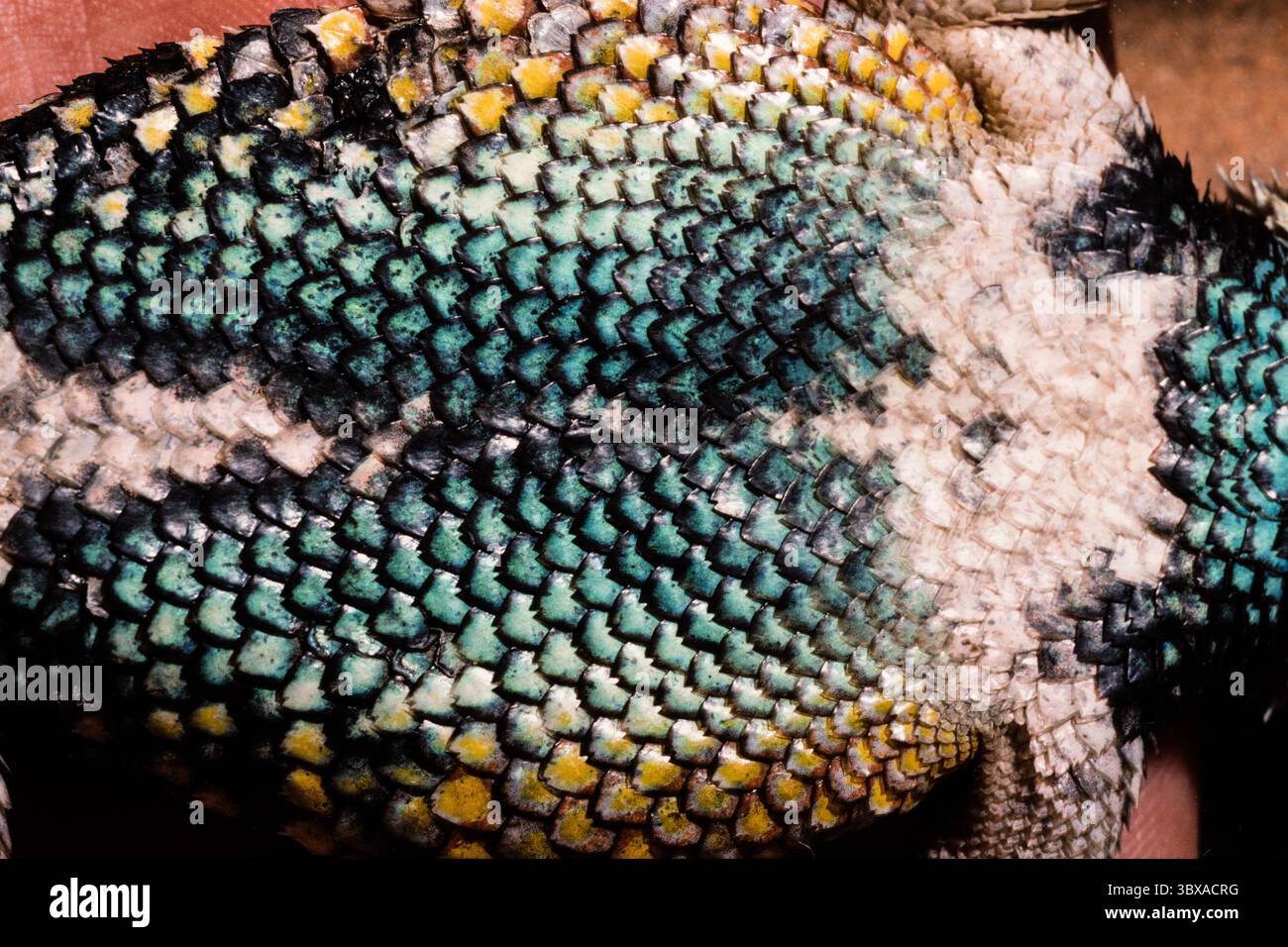 16 febbraio 2021, Utah, Stati Uniti: Le colorate scale ventrali di un Desert Spiny Lizard maschio, magister Sceloporus, nativo degli Stati Uniti sud-occidentali e del Messico. (Immagine di credito: © Jon G. Fuller/VW Pics via ZUMA Press Wire) Foto Stock