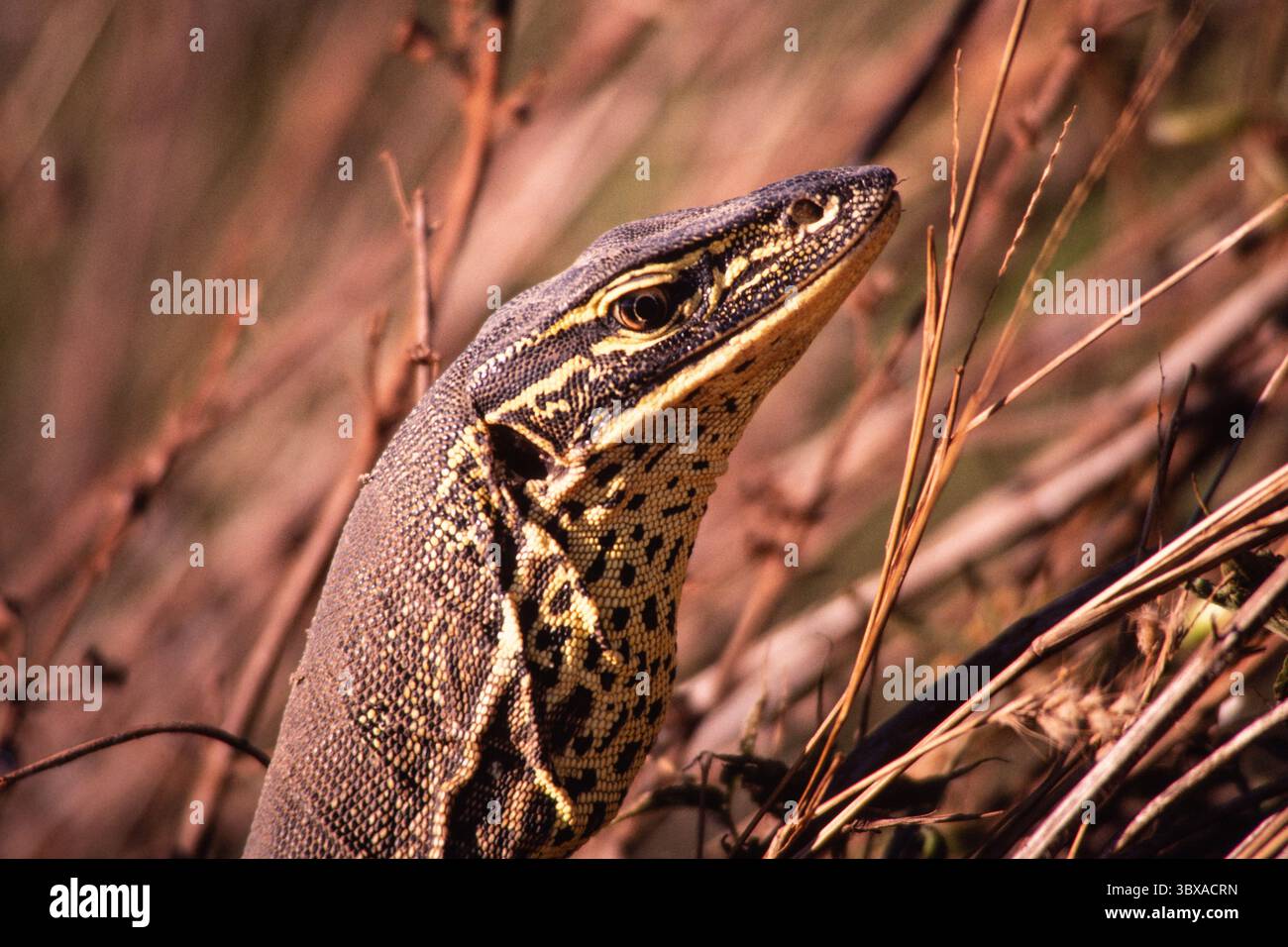 16 febbraio 2021, territorio del Nord, Australia: A Large Gould's monitor o Sand Goanna, Varanus gouldii. Fogg Dam Conservation Reserve, Northern Territory, Australia. (Immagine di credito: © Jon G. Fuller/VW Pics via ZUMA Press Wire) Foto Stock