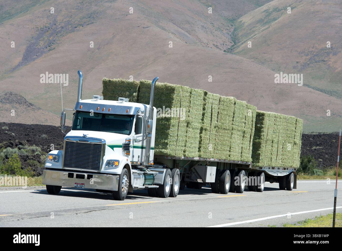 Trasporto del fieno erba medica in Idaho dal campo alle aziende lattiero-casearie o ai mercati asiatici. Foto Stock